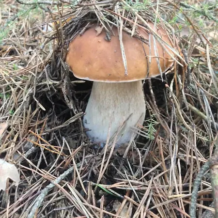 La Alpargateria B&B *